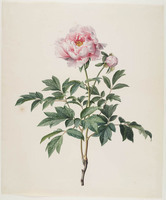 TvB T 311
          <br/>
          Pioenroos
          <br/>
          <em>Knip, Henriëtte Geertruida (1783-1842)</em>